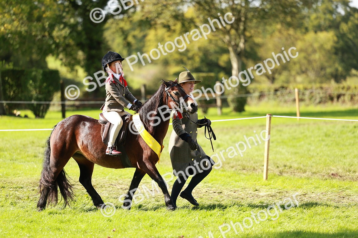 SBM_42231 - S32 - Mountain & Moorland Working Hunter Pony