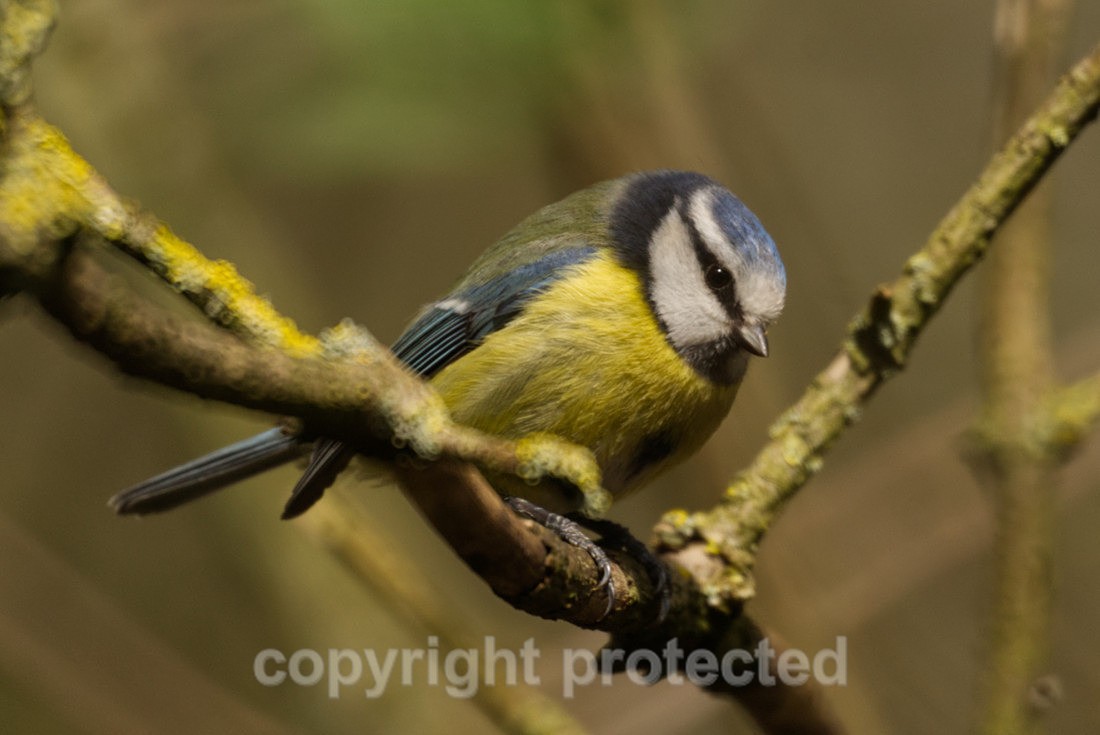 Blue Tit - Lackford Lakes - Suffolk - Birds