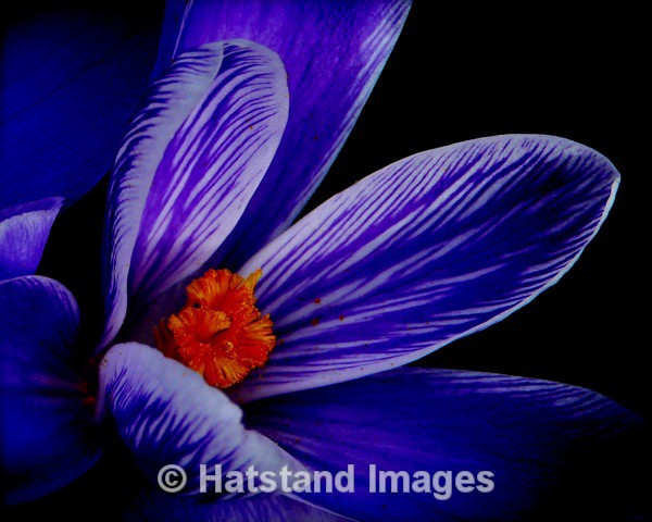 Spring time - nature