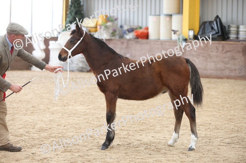 20251109-0812 - Class 24 - Foals