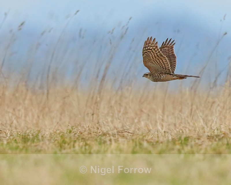 Sparrowhawk flying low & fast, Hawling, Gloucestershire - Sparrowhawk