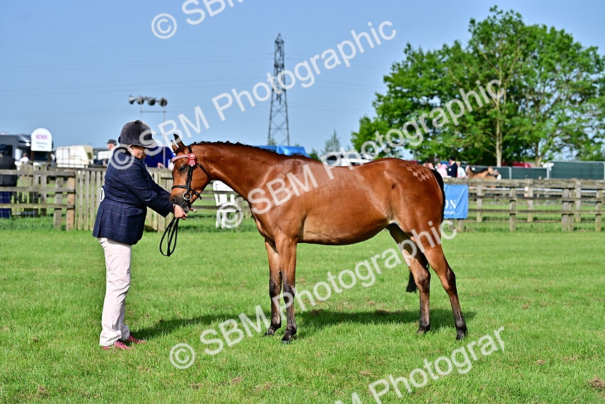 SBM_00968 - Class 46-49 - Arab and Part Bed-Anglo Arab In Hand