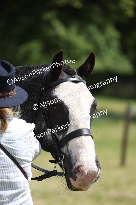 20260614-1983 - Class 21 - Novice Working Hunter Pony