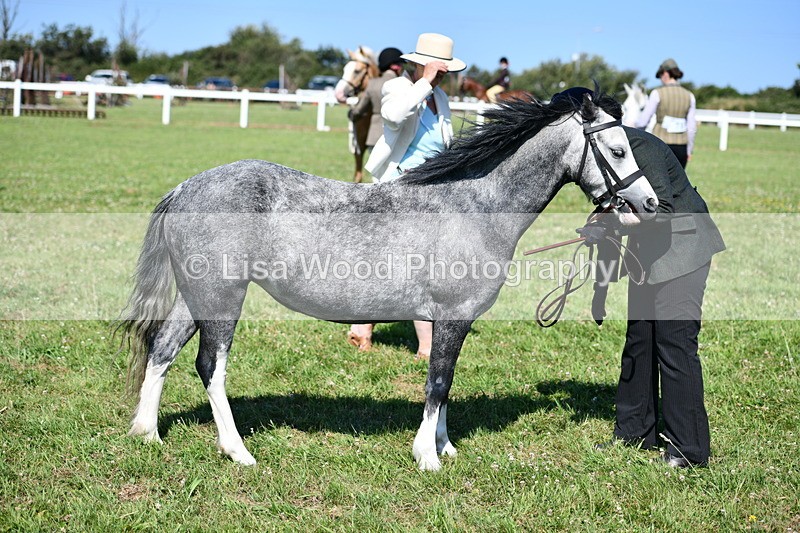 DSC_6474 - Class 53: NPS M&M 4 years and over Small Breeds