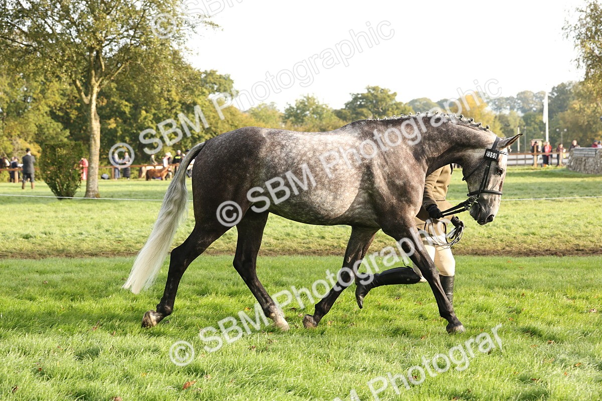SBM_54961 - S52 - Riding Horse & Hack & thoroughbred In Hand