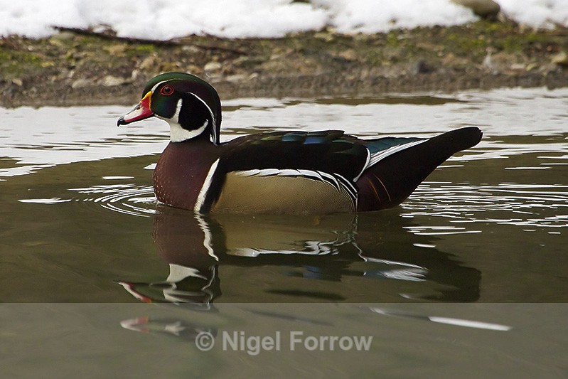 Wood Duck (male) - Wood Duck