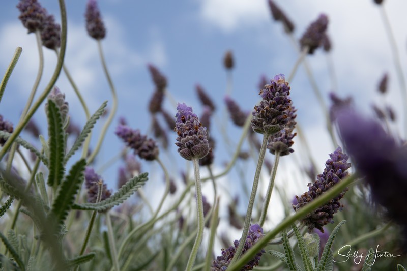 Lavender Flowers