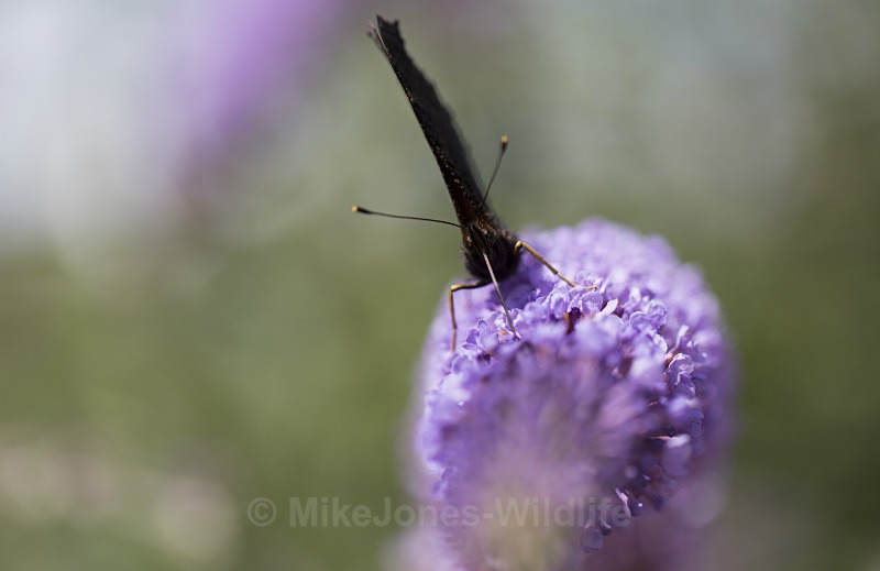 Peacock butterfly - BUTTERFLIES