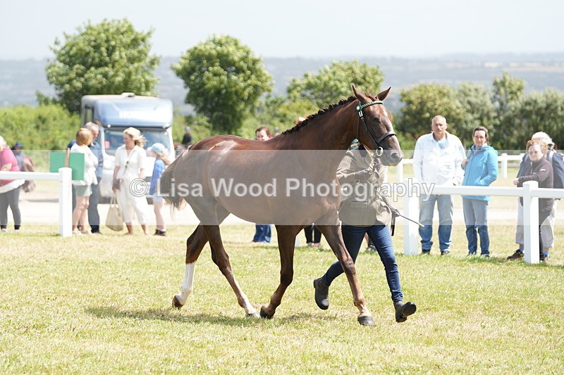 DSC06232 - Class 54: Hunter/Riding Horse/Hack 1 & 2 yr olds