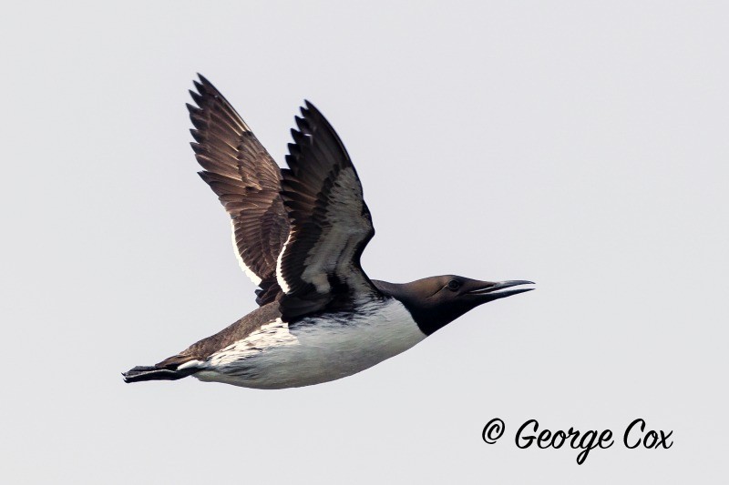 Guillemot in flight