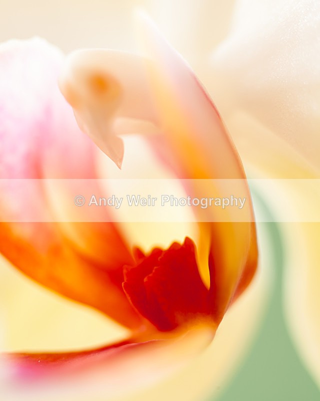 20130203-_MG_2381 - Plants & Flowers