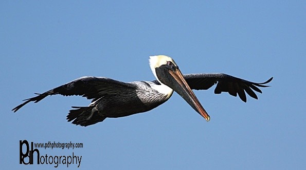 Pelican-1-0640 - Natural World Birds