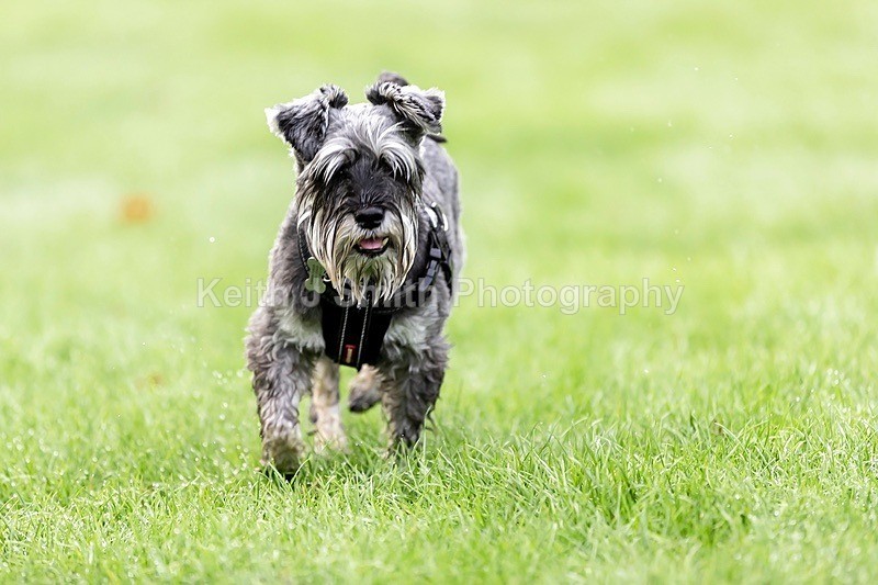 0KJS5226 - Dogs in Abington Park