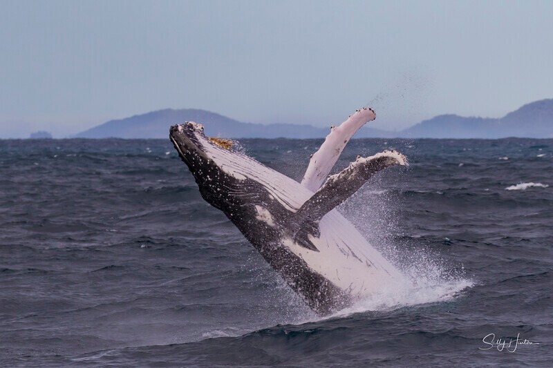 0A3A2559. Humpback Breach 11 - 2026 Whales