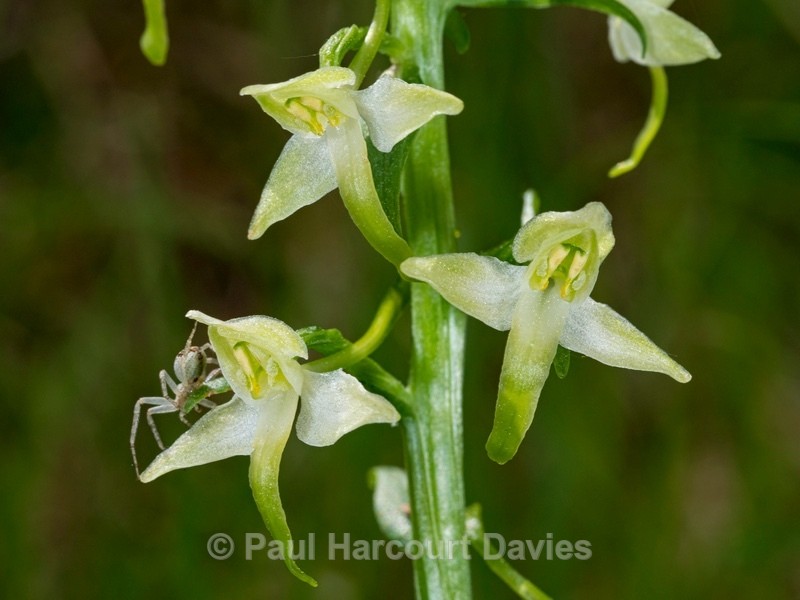 Lesser butterfly orchid (Platanthera bifolia) - Wild Orchids 2021