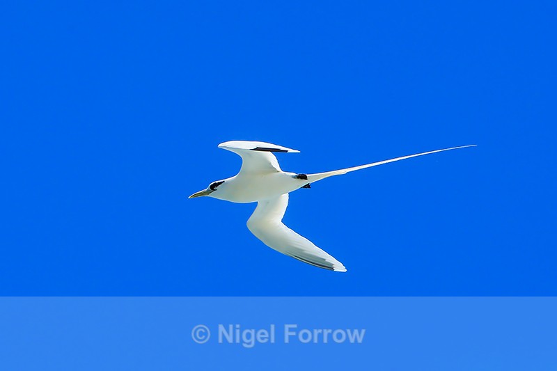 White-tailed Tropicbird in flight, Kilauea Point, Kauai - White-tailed Tropicbird