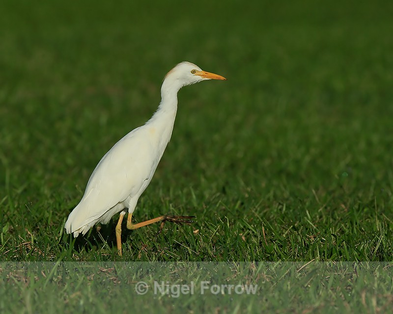 Cattle Egret on grass, Kauai - Cattle Egret