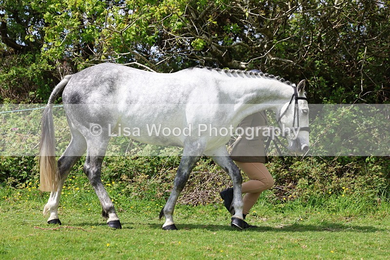 3E7A0450 - Class 20: Sports Horse