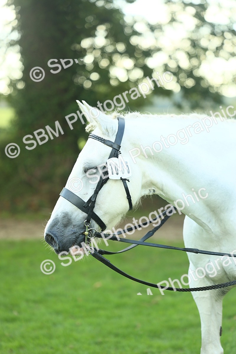 SBM_50719 - S33 - Working Hunter & Working Show Horse