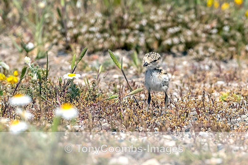 Kentish Plover chick - Lesvos ~ Wading Birds