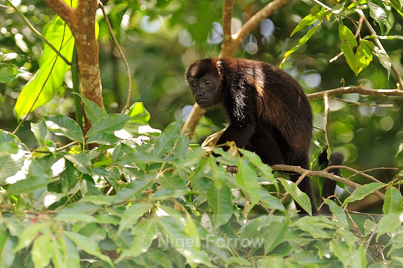 Mantled Howler Monkey sat in a tree at Caño Negro - Monkey