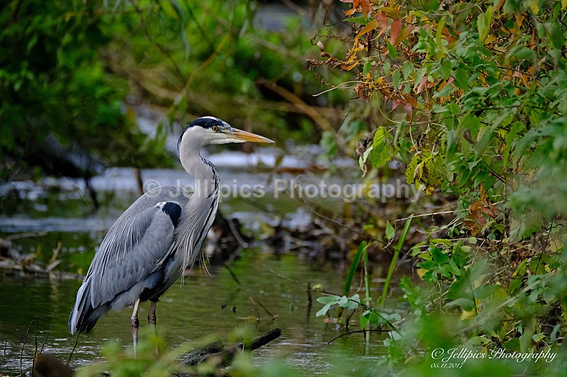  - Wildlife and Nature