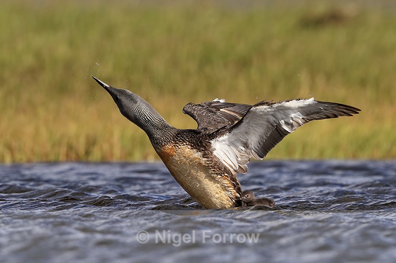 Red-throated Diver shaking head, chick nearby, Floi, Iceland - Red-throated Diver