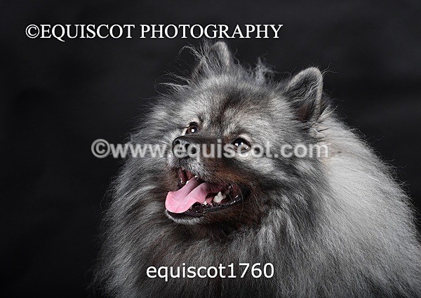 equiscot1760 - HONEY & SHADOW