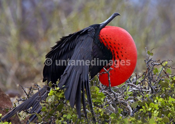Magnificent Frigatebird 3 - Galapágos