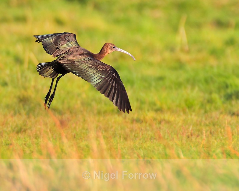 Glossy Ibis about to land in the grass - Glossy Ibis