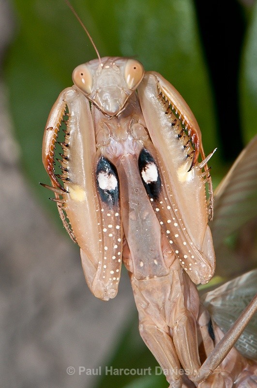  - Bugs: Macro insects