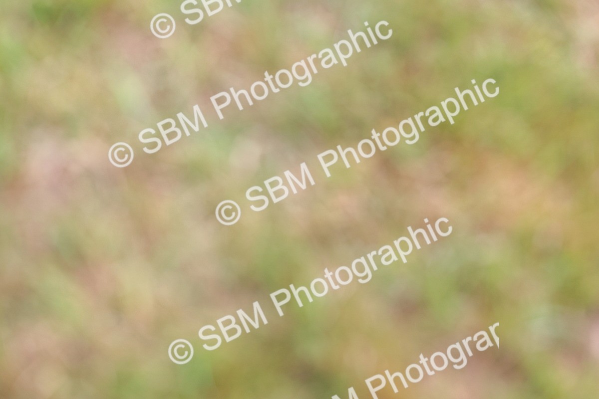 SBM_08886 - Class 42-43 - LIHS BSPS Heritage Working Sports Pony