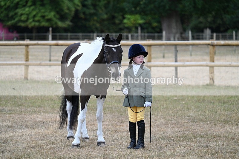 WJ7_9488 - Class 5 Most Handsome Gelding (up to 14.2hh)