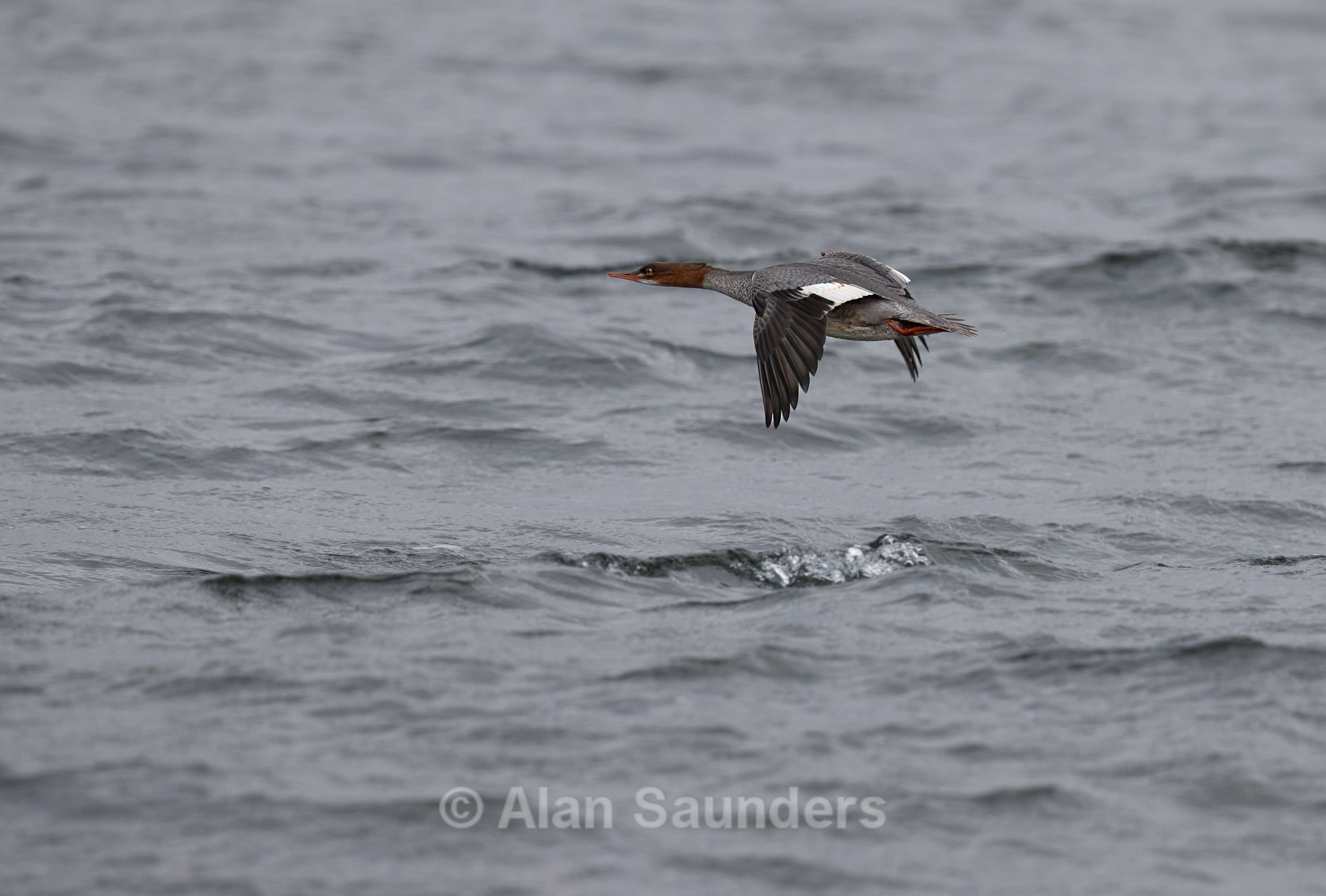 Red-Breasted Merganser 2