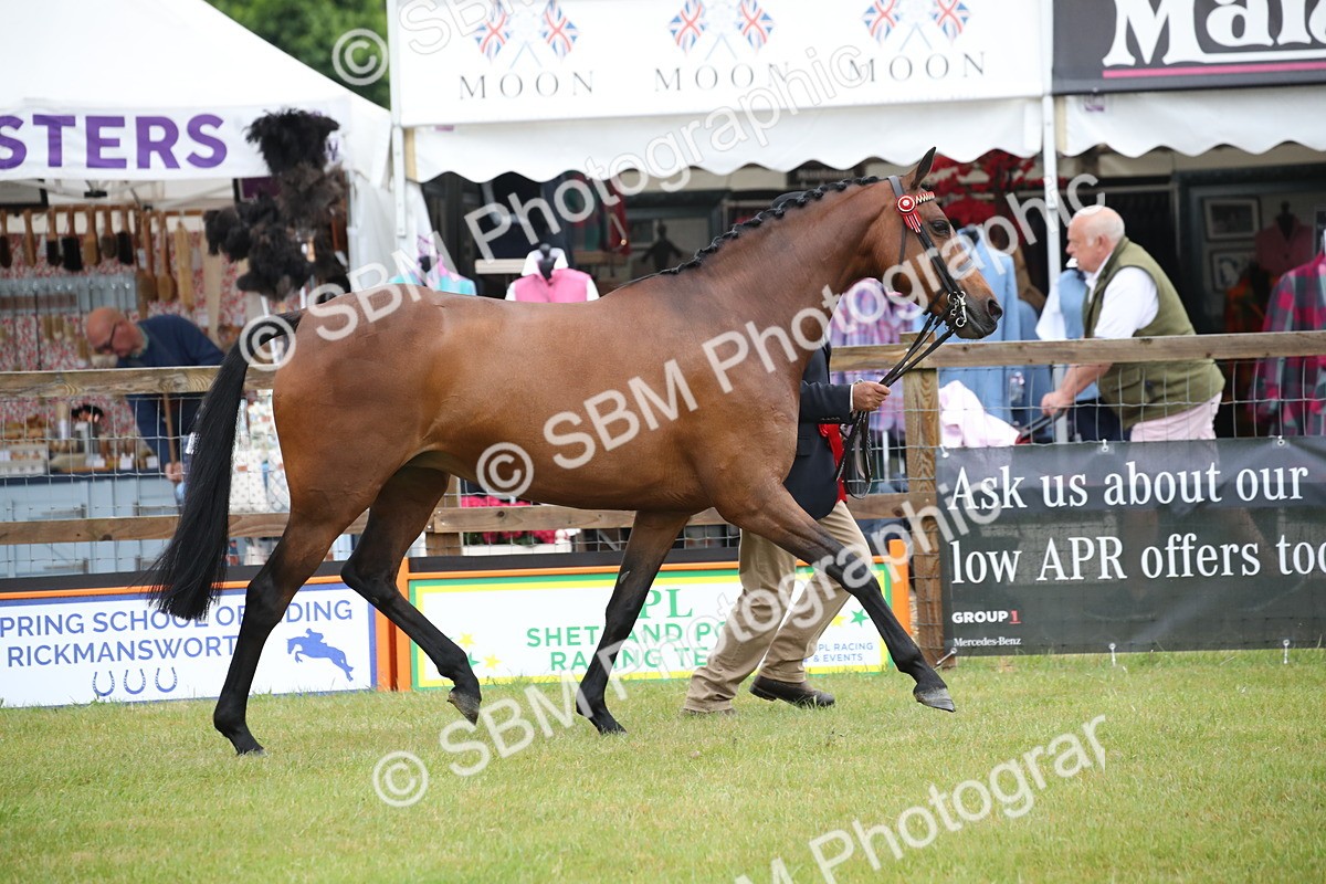 SBM_00188 - Class 17-20 - Arab & Part Bred - Anglo Arab In Hand