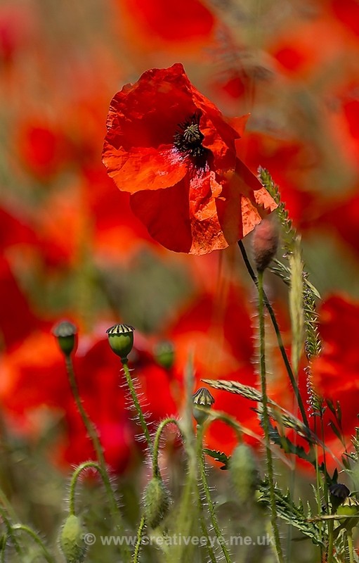 No.0005. Stapleford Poppies - Earth's Garden