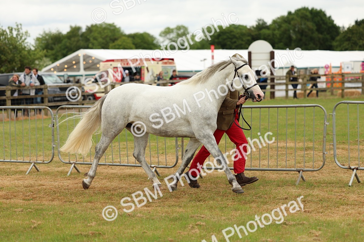 SBM_04281 - Class 64-67 - Shetland Pony In Hand