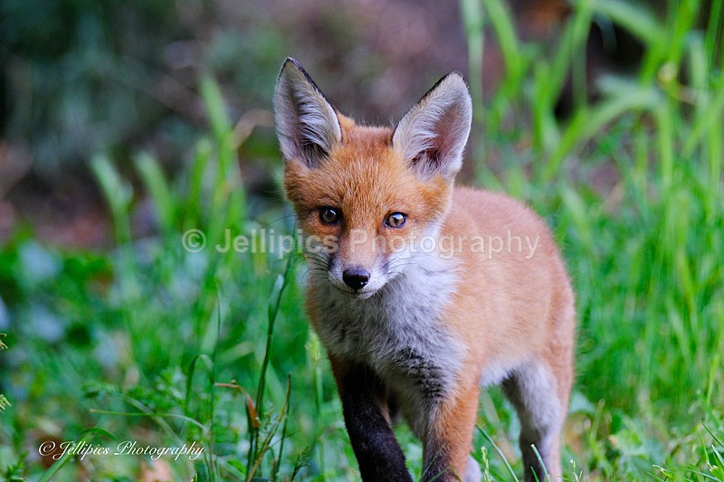 - Wildlife and Nature