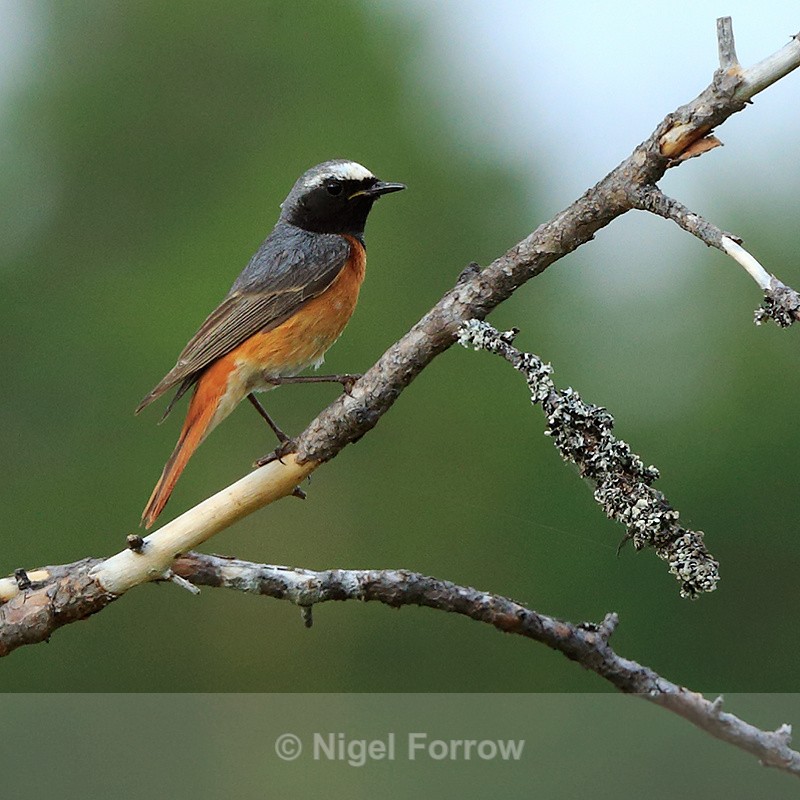Redstart (male) at Martinselkonen - Common Redstart