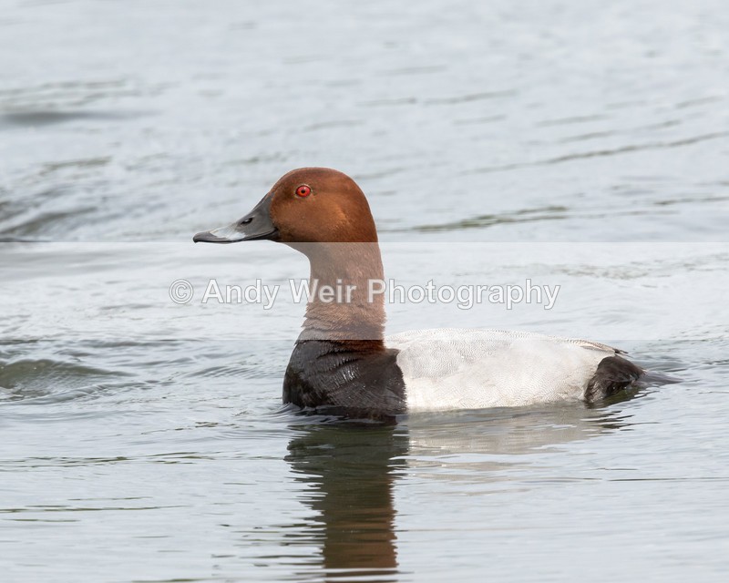 20160519-8E0A5290 - Pochard