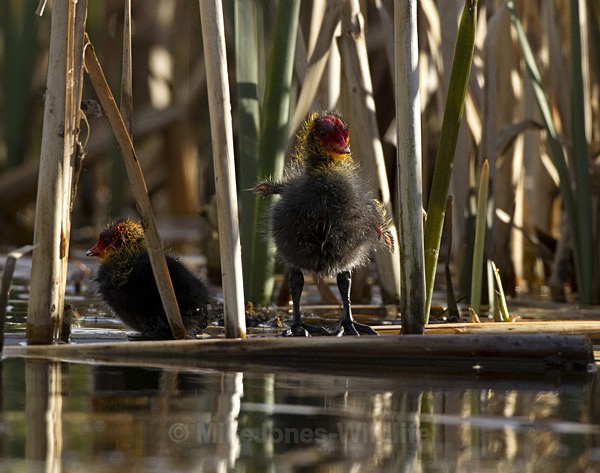 COOTS - COOT CHICKS, Images of newly born coots