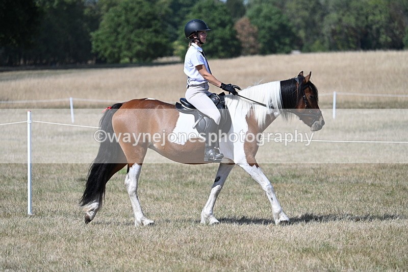 WJ7_1208 - Class 41 Prettiest Mare