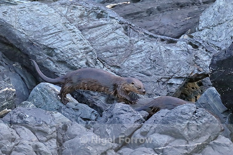 Marine Otter running on rocks, Chanaral Island, Chile - Otter