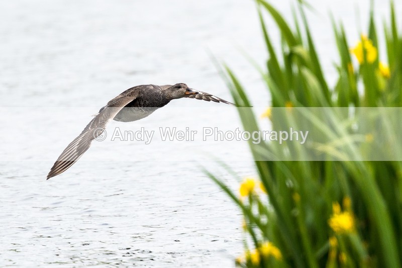 20160519-8E0A5247 - Gadwall