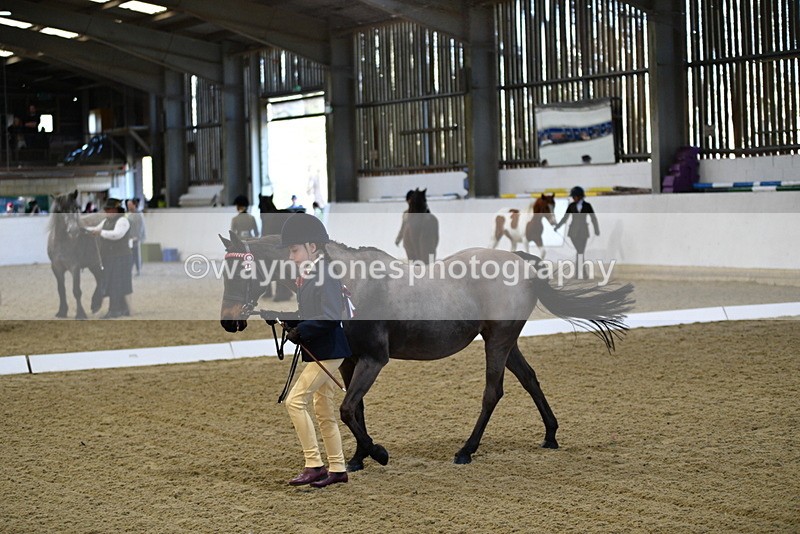 WJ5_3578 - Class 5 In Hand Veterans