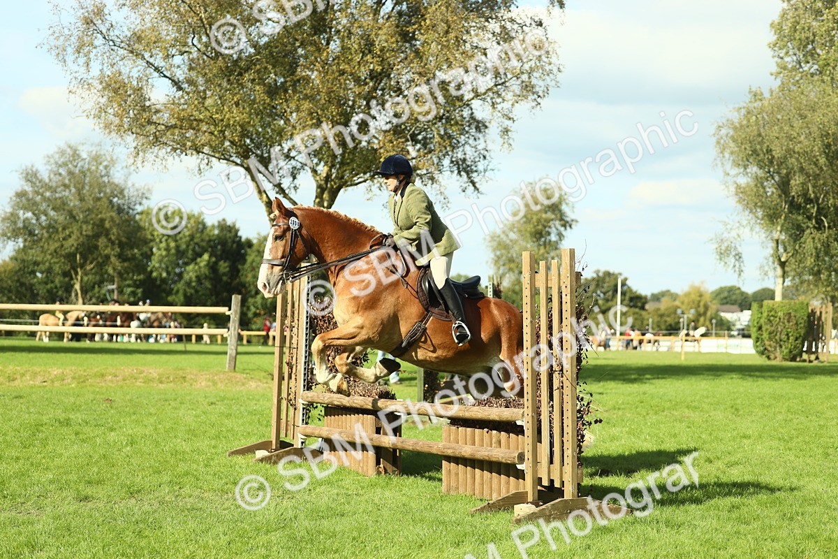 SBM_48109 - S32 - Novice & Newcomers Working Hunter