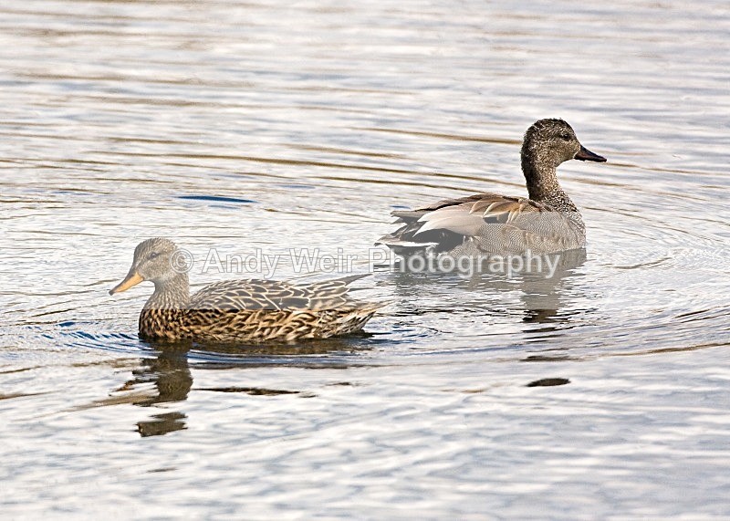 20100501-WE 003 Gadwall_edited-1 - Gadwall