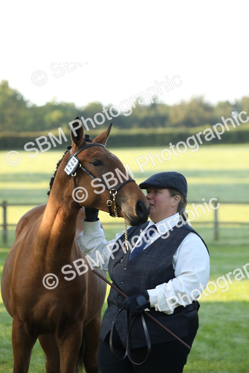 SBM_57854 - S42 - Youngstock