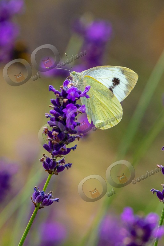 cabbage white Butterfly Pieris rapae-0731 - Insects from around the world