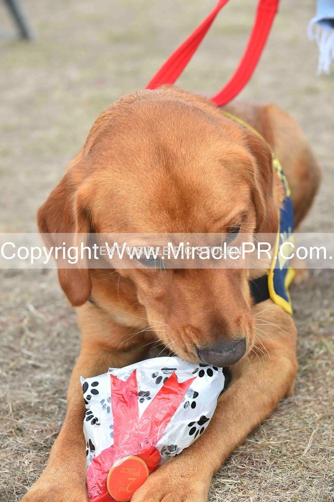 SH4_0150 - Dog show.
